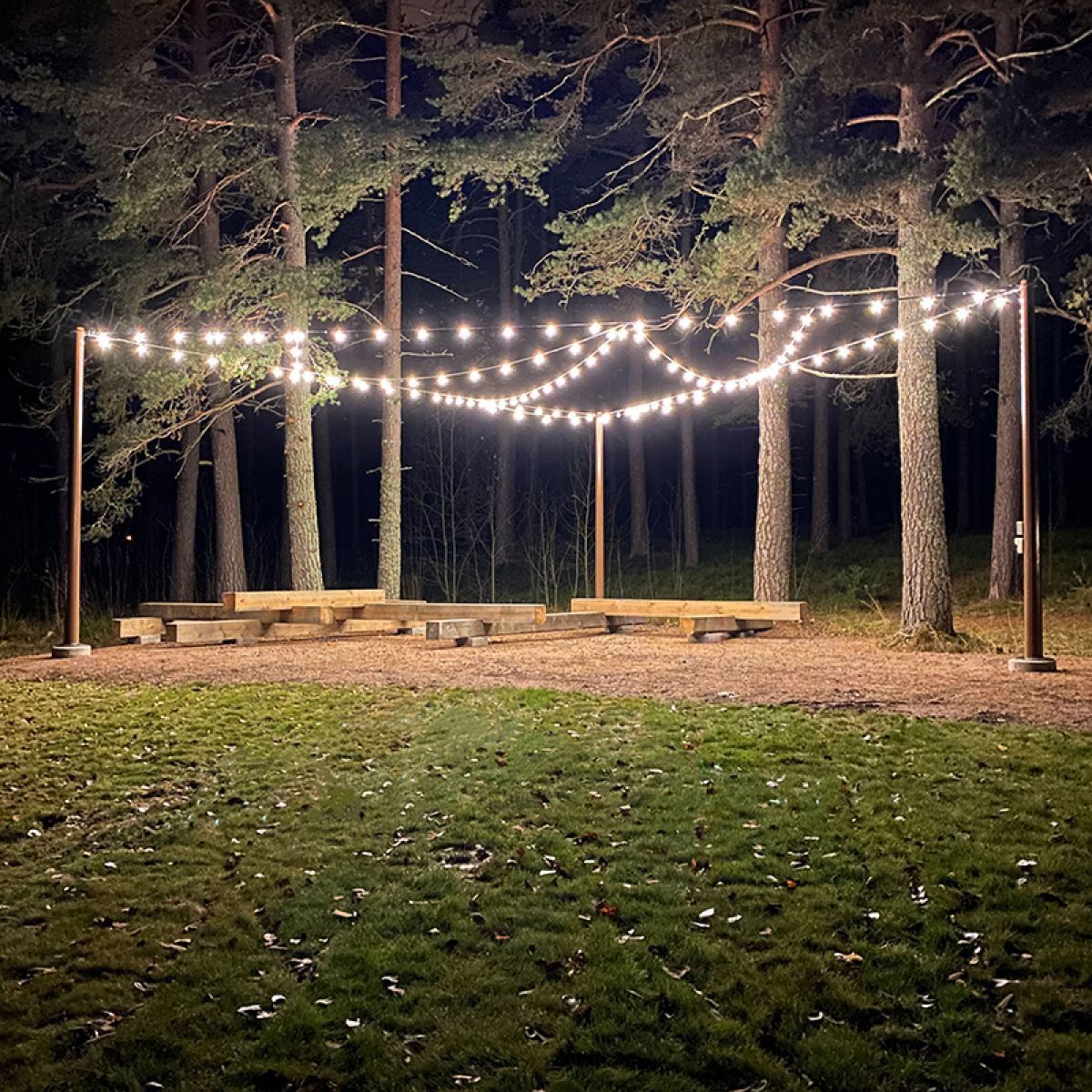 Festoon lighting in forest