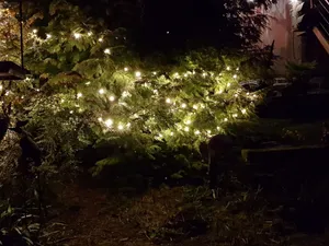 Mini lights festoon system in garden at night