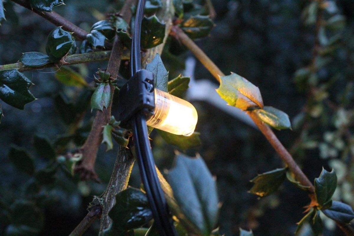 Close up of single mini lightbulb on tree