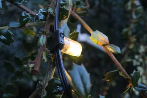 Close up of single mini lightbulb on tree